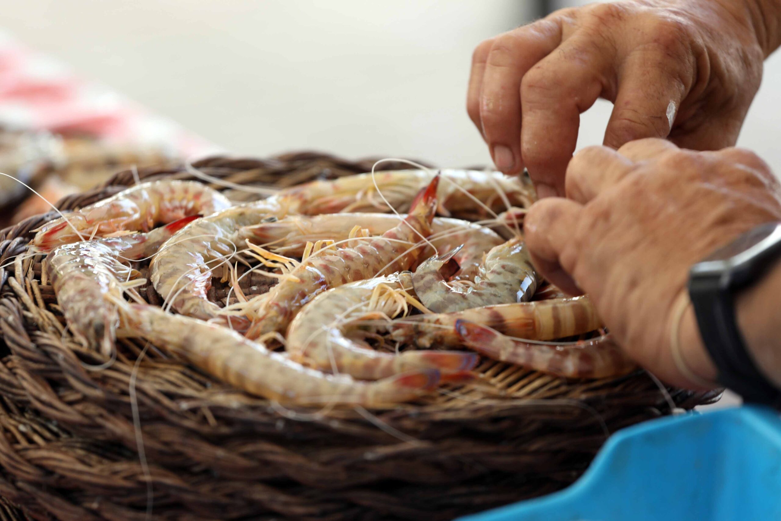 Subhasta cantada de peix. Museu Municipal de Nàutica del Masnou